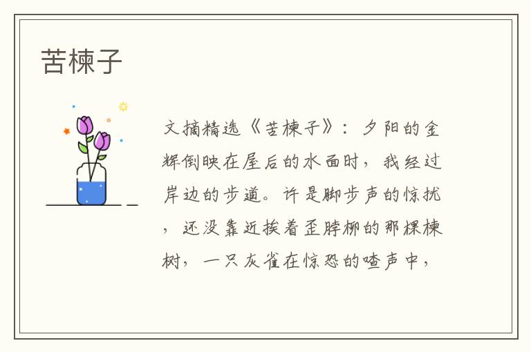 苦楝子